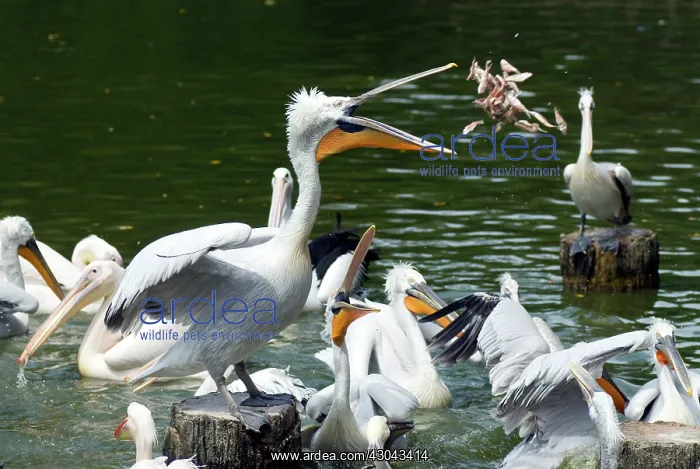 : Dalmatian pelicans and Australian pelicans (Pelecanus : Dalmatian pelicans and Australian pelicans (Pelecanus