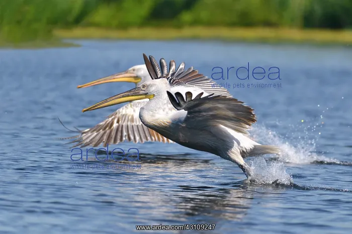 : Dalmatian Pelicans (Pelecanus crispus) in flight : Dalmatian Pelicans (Pelecanus crispus) in flight