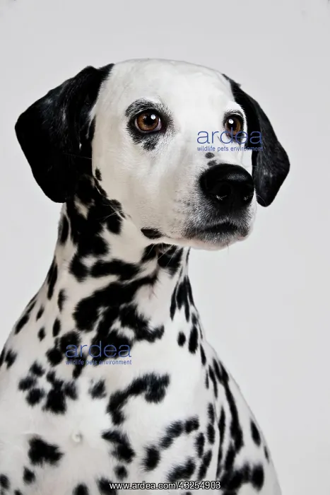 : Dalmatian, portrait : Dalmatian, portrait