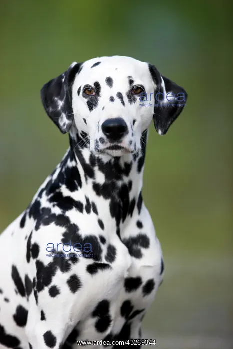 : Dalmatian, portrait, North Tyrol, Austria, Europe : Dalmatian, portrait, North Tyrol, Austria, Europe