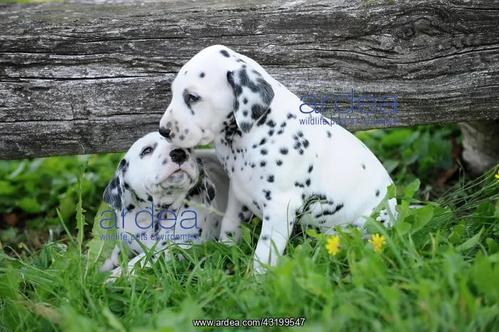 : Two Dalmatian puppies : Two Dalmatian puppies