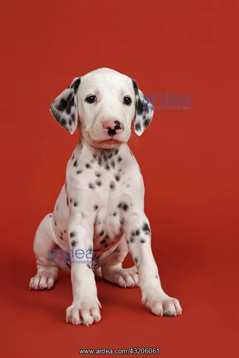 : Dalmatian, puppy, 6 weeks : Dalmatian, puppy, 6 weeks