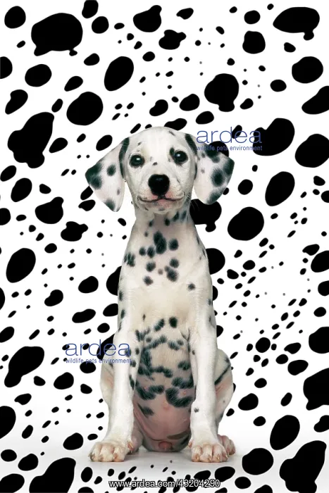 : Dalmatian puppy sitting in front of dalmatian pattern : Dalmatian puppy sitting in front of dalmatian pattern