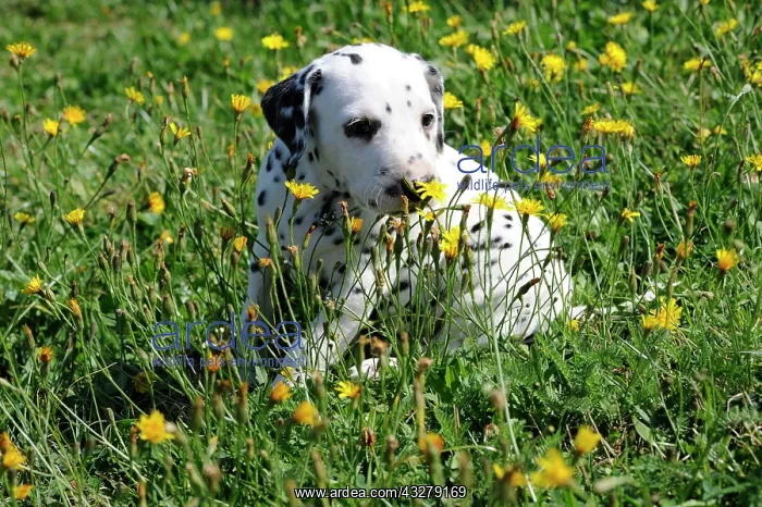 : Dalmatian puppy smelling flower : Dalmatian puppy smelling flower