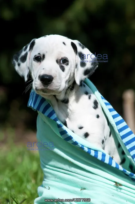 : Dalmatian puppy wrapped in blanket : Dalmatian puppy wrapped in blanket