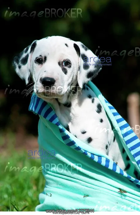 : Dalmatian puppy wrapped in blanket : Dalmatian puppy wrapped in blanket