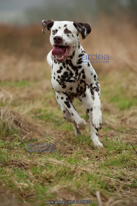 : Dalmatian, running : Dalmatian, running