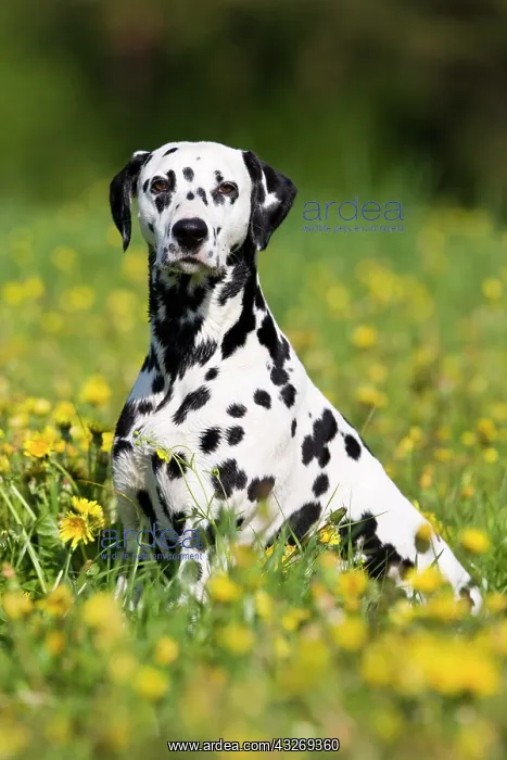 : Dalmatian sitting in a floral meadow, North Tyrol : Dalmatian sitting in a floral meadow, North Tyrol