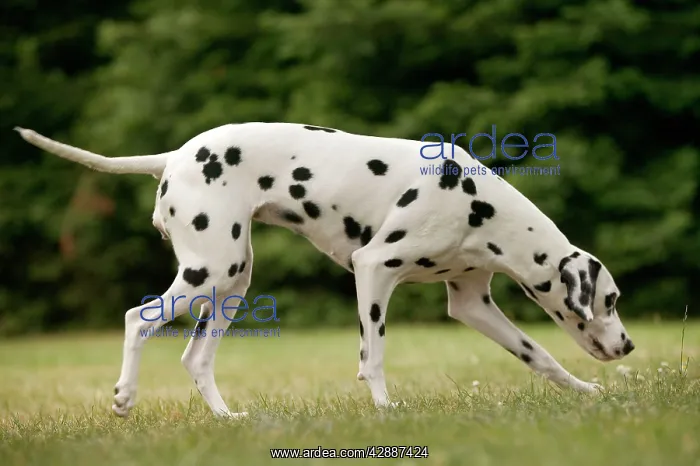 : Dalmatian - sniffing : Dalmatian - sniffing