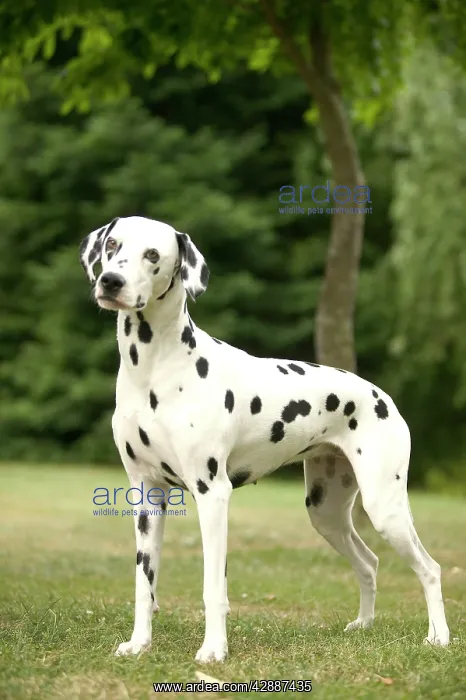 : Dalmatian - standing : Dalmatian - standing