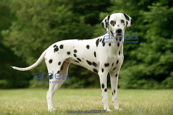 : Dalmatian - standing, side view : Dalmatian - standing, side view