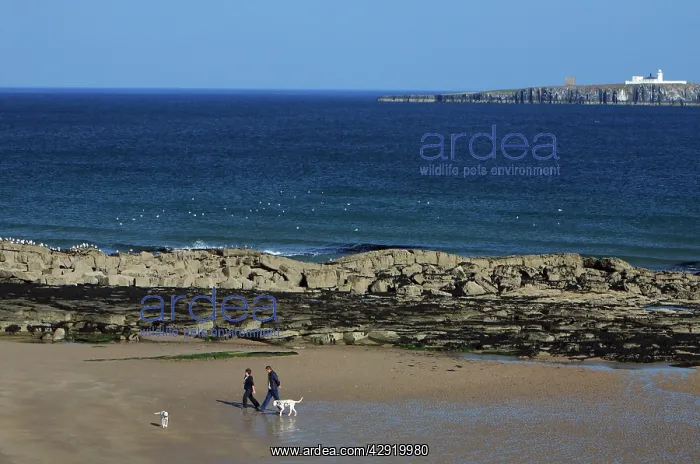 : Dalmation - 2 dogs and their owners walking on : Dalmation - 2 dogs and their owners walking on