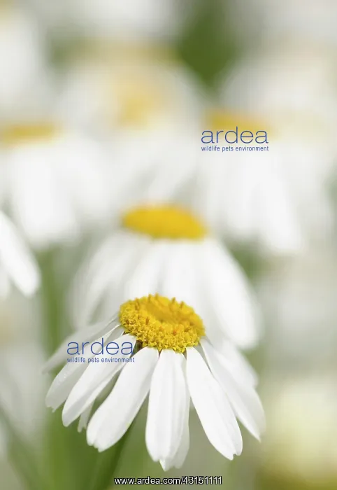 : Dalmation Chrysanthemum, Tanacetum cinerariifolium, Wihte fl : Dalmation Chrysanthemum, Tanacetum cinerariifolium, Wihte fl