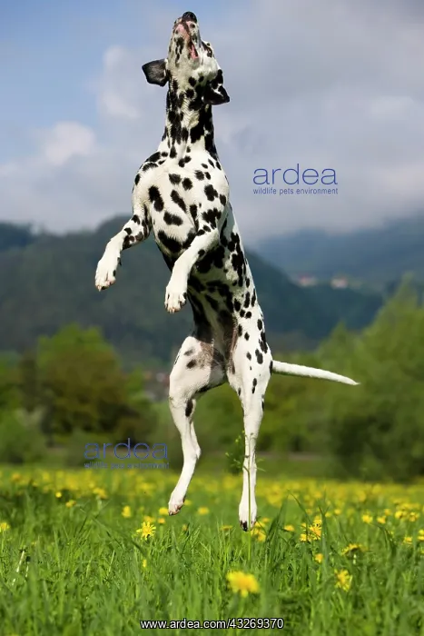 : Dalmation jumping into the air, North Tyrol, Austria : Dalmation jumping into the air, North Tyrol, Austria