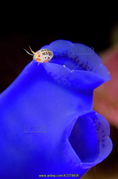 : Dalmation Ladybug Amphipod : Dalmation Ladybug Amphipod