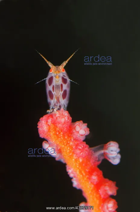 : Dalmation Ladybug Amphipod : Dalmation Ladybug Amphipod