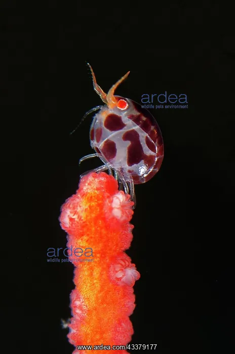 : Dalmation Ladybug Amphipod : Dalmation Ladybug Amphipod