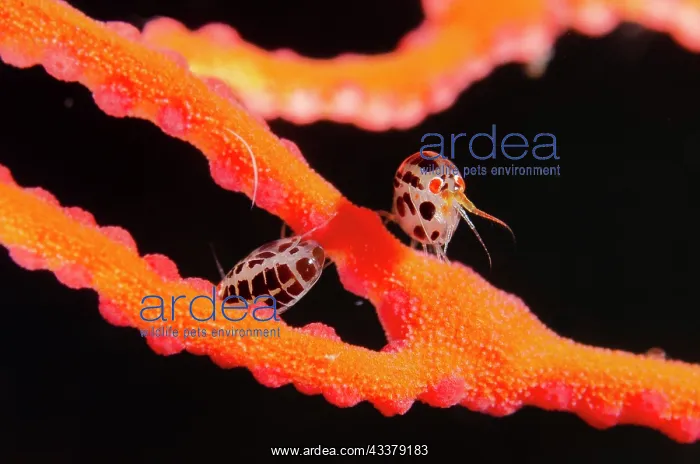 : Dalmation Ladybug Amphipods : Dalmation Ladybug Amphipods