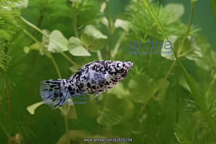: Dalmation Molly - side view by weeds - variant : Dalmation Molly - side view by weeds - variant