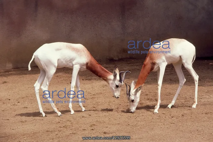 : Dama / Addra / Red-shouldered / ReD-necked Gazelle : Dama / Addra / Red-shouldered / ReD-necked Gazelle