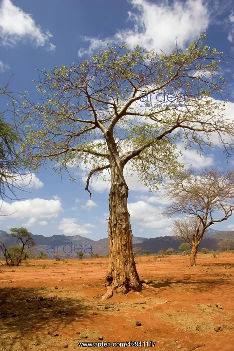 : Damage to baobab / Boab by elephant : Damage to baobab / Boab by elephant