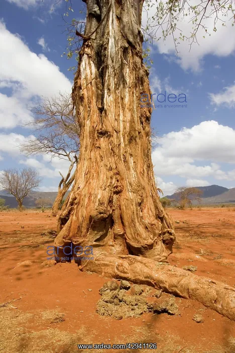 : Damage to baobab / Boab by elephant : Damage to baobab / Boab by elephant