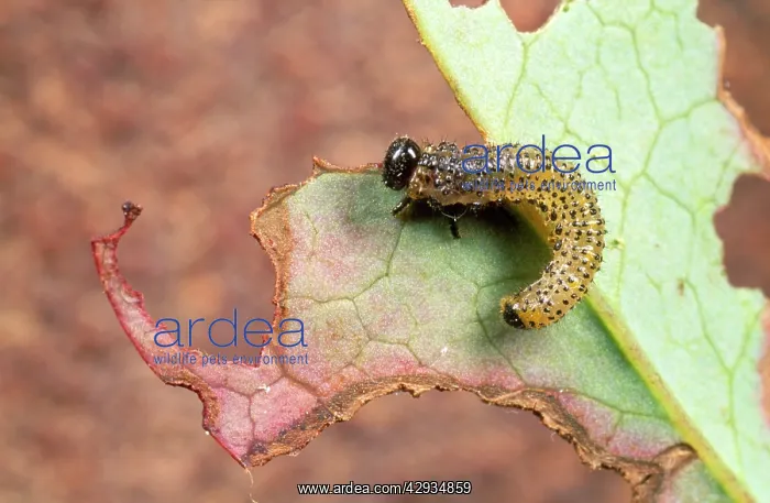 : Damage caused by Berberis SAWFLY Larva : Damage caused by Berberis SAWFLY Larva