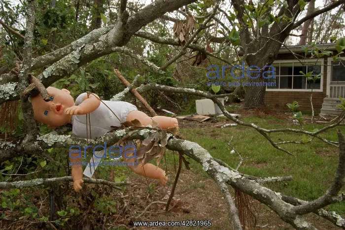 : Damage caused by Hurricane Katrina - toy doll in tree : Damage caused by Hurricane Katrina - toy doll in tree