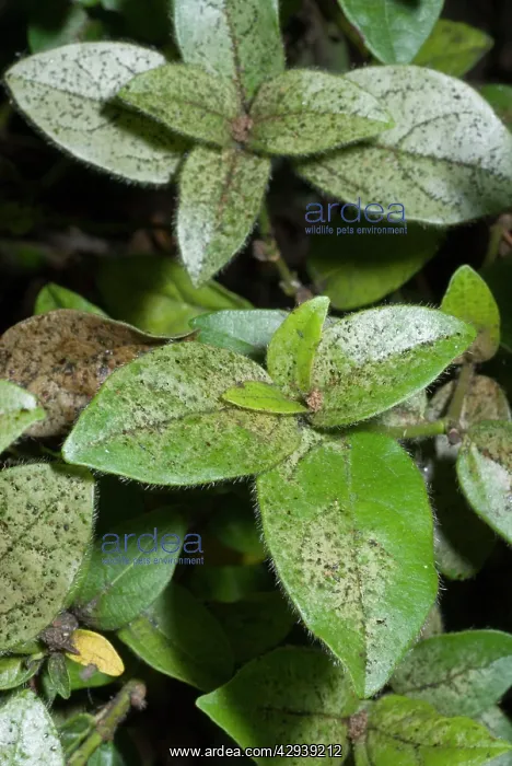 : Damage to foliage of ornamental shrub caused by : Damage to foliage of ornamental shrub caused by