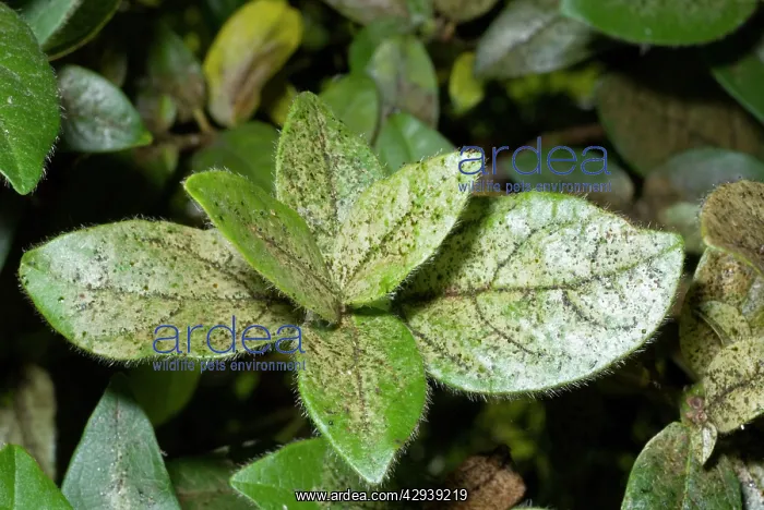 : Damage to foliage of ornamental shrub caused by : Damage to foliage of ornamental shrub caused by