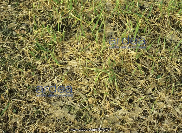 : Damaged barley crop : Damaged barley crop