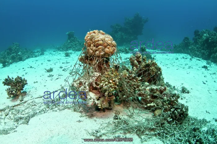 : Damaged Corals - coverd by fishing net : Damaged Corals - coverd by fishing net