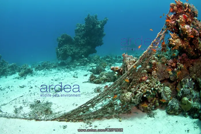 : Damaged Corals - coverd by fishing net : Damaged Corals - coverd by fishing net