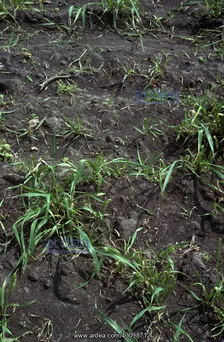 : Damaged Crop from Wheat Bulb Fly : Damaged Crop from Wheat Bulb Fly