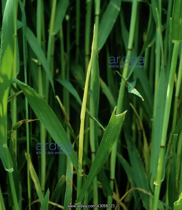 : Damaged Crop from Wheat Bulb Fly : Damaged Crop from Wheat Bulb Fly