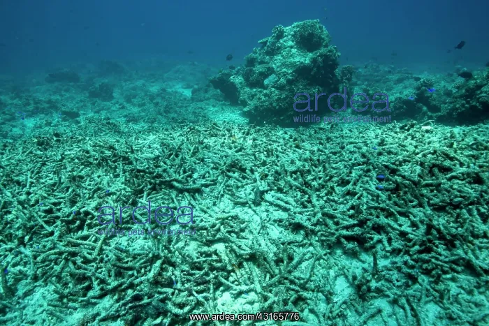 : Damaged reef with broken hard coral Sunset dive site Gili Tr : Damaged reef with broken hard coral Sunset dive site Gili Tr