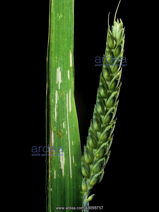 : Damaged Wheat Leaf from Cereal Beetle : Damaged Wheat Leaf from Cereal Beetle