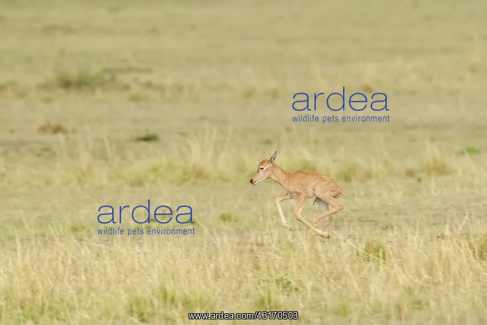 : Topi. Damaliscus korrigumTopi (Damaliscus lunatus) fawn running : Topi. Damaliscus korrigumTopi (Damaliscus lunatus) fawn running