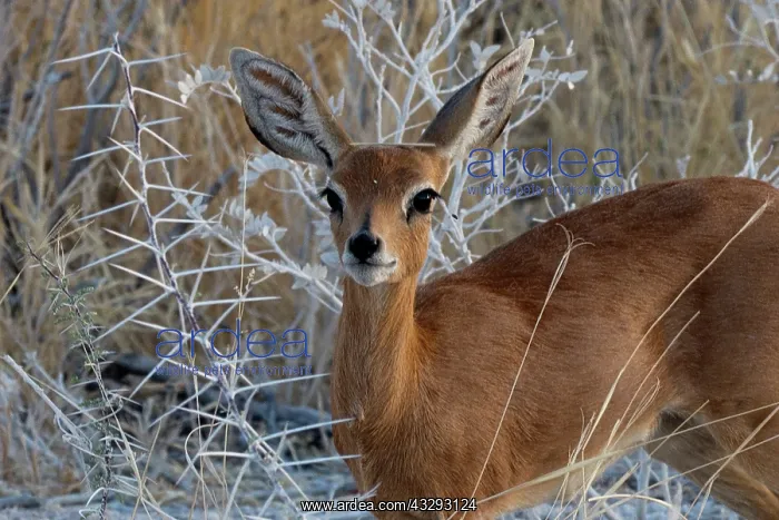 : Damara Dik dik are frequently seen in acacia bush in Etosha : Damara Dik dik are frequently seen in acacia bush in Etosha