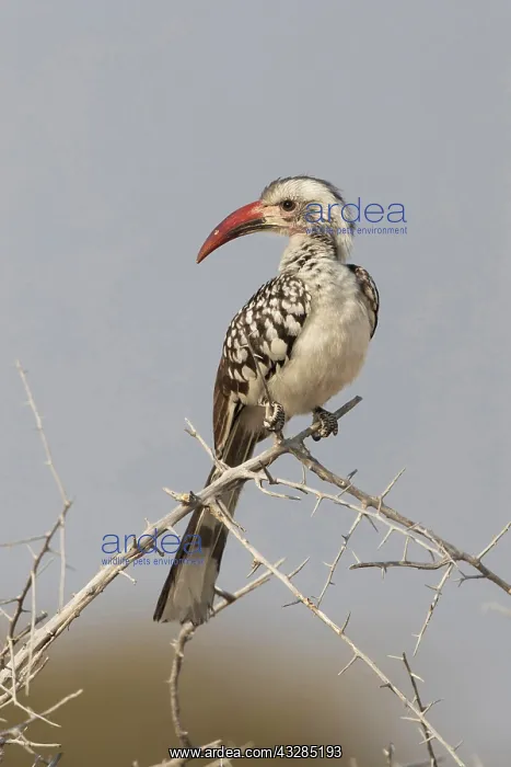 : Damara hornbill (tockus damarensis) in Etosha National : Damara hornbill (tockus damarensis) in Etosha National