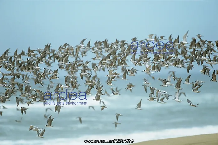  : Damara TERN