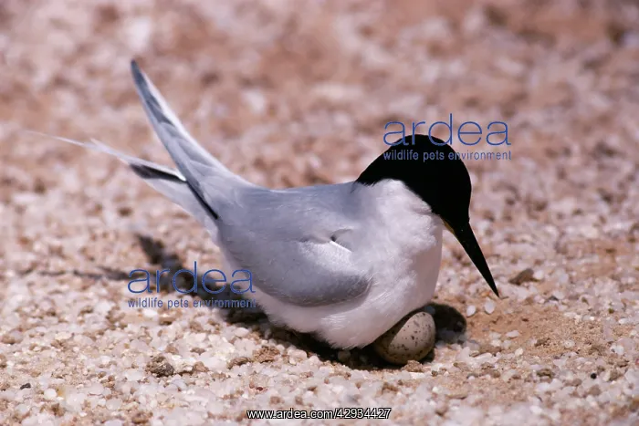 : Damara Tern - on nest with egg : Damara Tern - on nest with egg