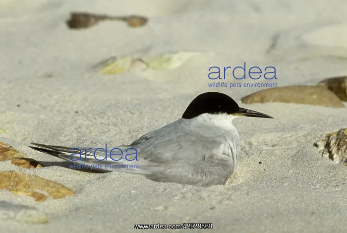 : Damara Tern - resting : Damara Tern - resting