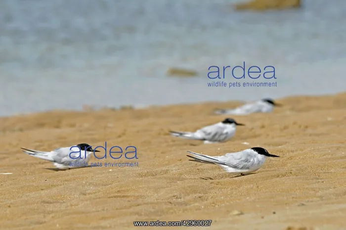 : Damara Terns - resting on beach : Damara Terns - resting on beach