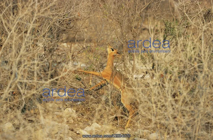 : Damaraland DIK DIK - female feeding : Damaraland DIK DIK - female feeding