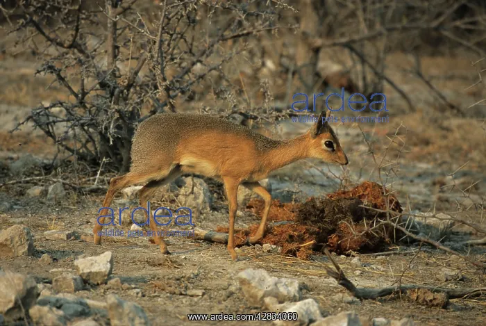 : Damaraland DIK DIK - male : Damaraland DIK DIK - male