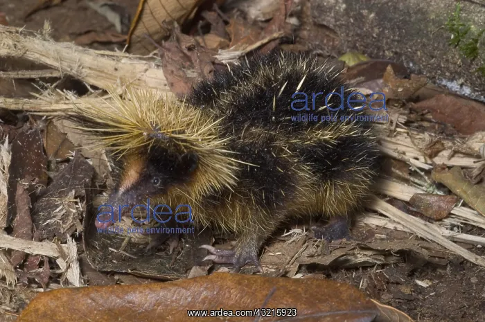  : Damaraland Mole Rat, (Cryptomys damarensis); Northern