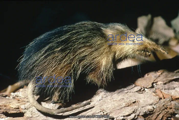 : Damaraland mole rat (Cryptomys damarensis), a social : Damaraland mole rat (Cryptomys damarensis), a social
