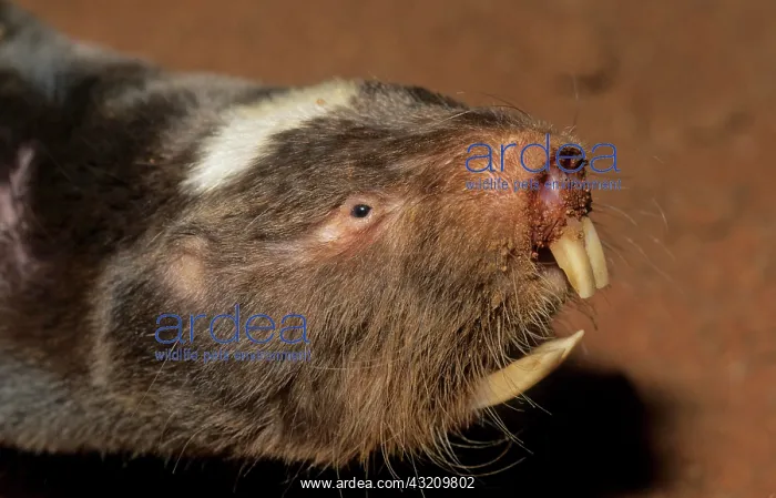  : Damaraland Mole Rat or Damaraland blesmol, Northern