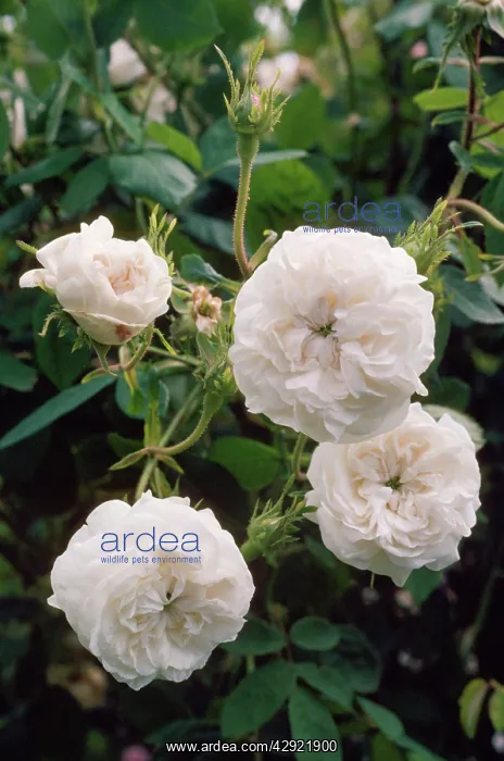  : Damask Rose - Madame Hardy